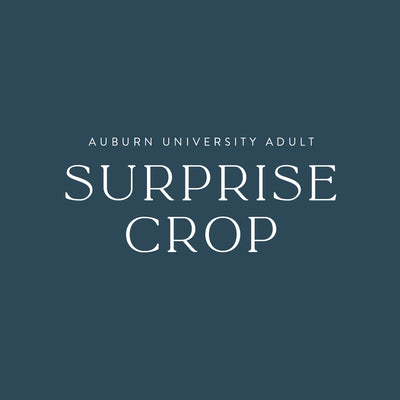 The Auburn University Surprise Comfort Colors Cropped Tee